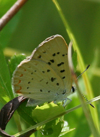 Bog Copper